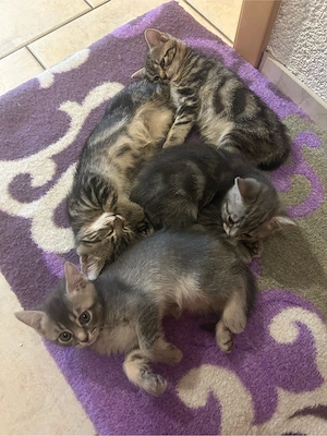 Baby Katzen, Britische Kurzhaar Mix