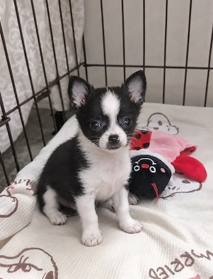 Zwölf Wochen altes Chihuahua-Mädchen sucht eine Familie
