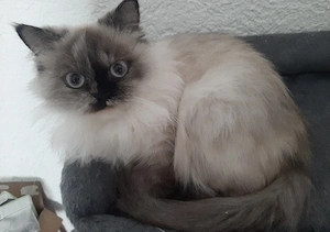 Persisch katze 