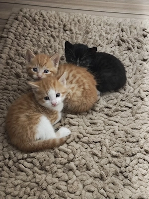 Perser Mix Babies