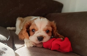 2 hinreißende Cavalier King Charles Spaniel Weibchen 