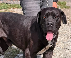 Schüchterner Riese Ollie sucht liebevoll-ländliches Zuhause