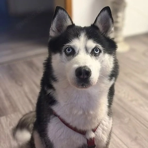 Unkomplizierter Husky-Senior Pascha wartet in 69434 Hirschhorn.