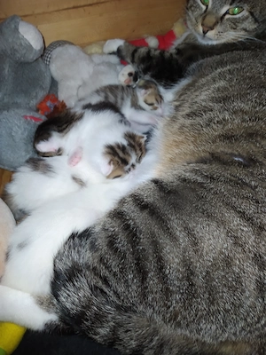 Europäische Kurzhaar, Tigerkatzen m w abzugeben