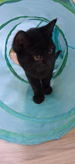 sibirische Waldkatzen mix Kitten
