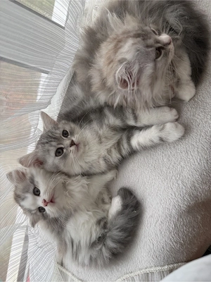 BKH Kitten 