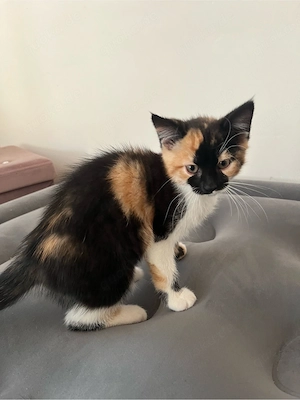 Katzenbaby (13 Wochen alt) sucht Liebevolles Zuhause