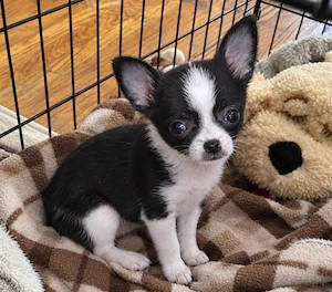 Süße Chihuahua-Hündin bereit für ein neues Zuhause