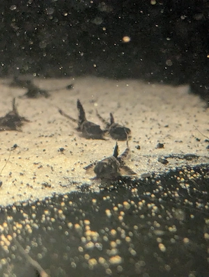 Hexenwels Simillima 