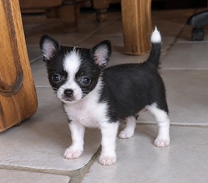 Chihuahua-Mädchen sucht Menschen mit Herz