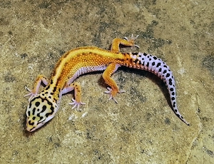 0,1 Leopardgecko Afghan Red Stripe het. Rainwater Albino 