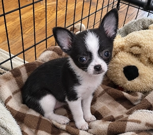 Chihuahua-Mädchen sucht Menschen mit Herz