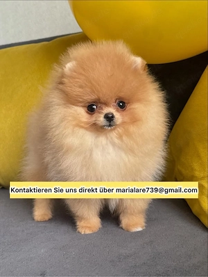 13 Wochen alte Zwergspitz-Welpen (Pomeranian)
