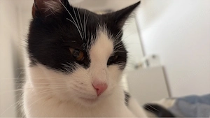 Kater, 30.3.2026 geboren gerne auch mit dem bruder zusammen zu vermitteln 