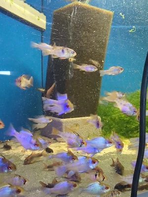 Schmetterlingbuntbarsch Electric Blue 