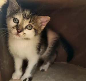Europäische kurzhaar Kitten 