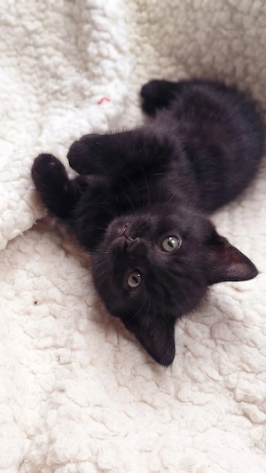 Zauberhaftes BKH-Siam-Mix Kitten in Schwarz sucht neues Zuhause!