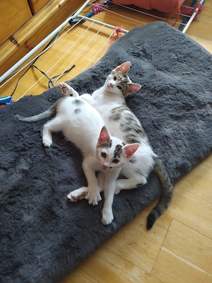 Kätzchen,  Europäische Kurzhaar aus Braunschweig an tolle Katzenliebhaber abzugeben!