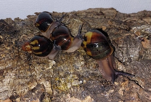 Archachatina marginata Egregia "TwoTone"