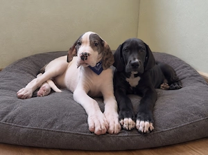 Deutsche Doggen Welpen 