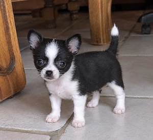 Chihuahua-Hündin sucht dringend ein liebevolles Zuhause