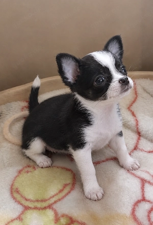 Chihuahua-Hündin sucht dringend ein liebevolles Zuhause