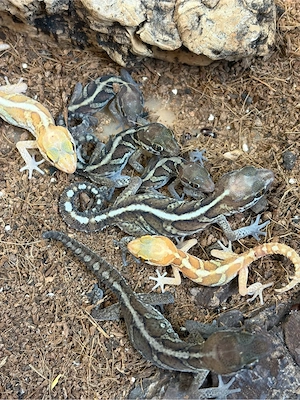 verkaufe Paroedura picta   Großkopfgecko