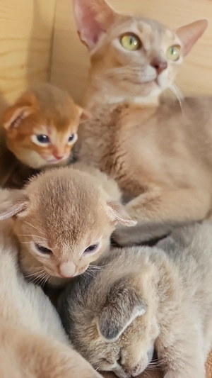 Zuckersüße Reinrassige Abessinier-Kitten suchen ihr Glück   kleine Persönlichkeiten auf Samtpfoten!
