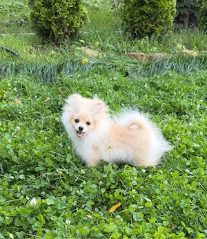 pomeranian spitz