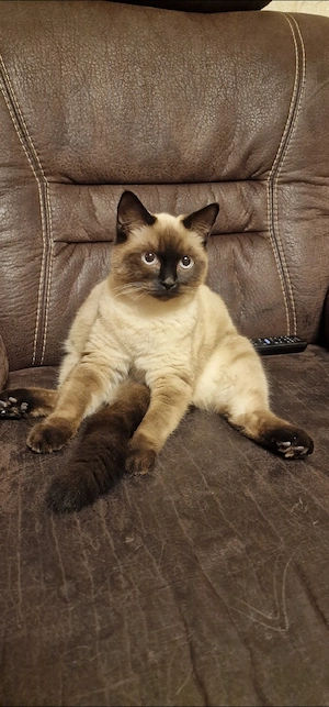 Siam Katze weiblich