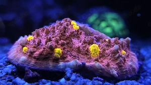 Korallenableger- Chalice " Golden eye"  Echinophyllia