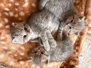5 reinrassige bkh Kater