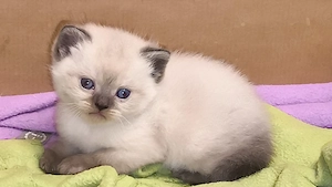 bkh kitten