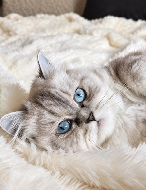 Liebevolle einjährige Perserkatze sucht ein neues Zuhause (verschmust & verträglich)