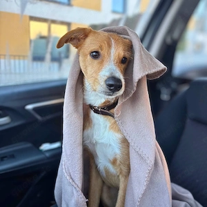 Lernfreudiger Podenco-Mix mit Ressourcenprolem - Toni wartet in 63150 Heusenstamm.