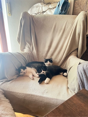 Zwei zuckersüße Kitten-Brüder zu verkaufen :) 