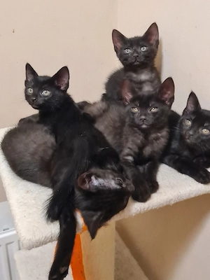 katzenbabys