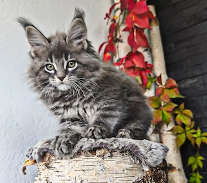 Maine Coon Kitten abzugeben mit Stammbaum