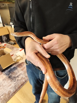Kornnatter Männchen Bloodred piedsided (low)