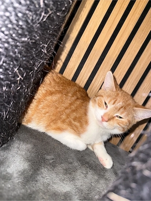 2 Rote und 1 Schwarzes kitten