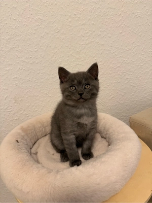 Kitten Kater Chico sucht für immer Zuhause 