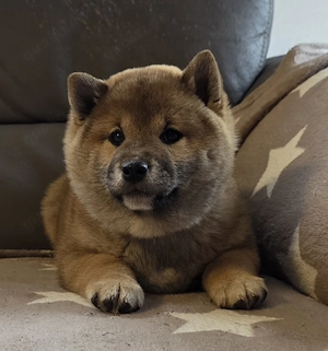 Süße Shiba Inu Welpen mit Ahnentafel 