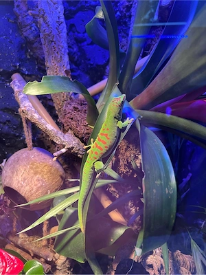 Madagaskar Taggecko mit Terrarium