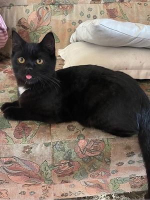 schönes Katze 