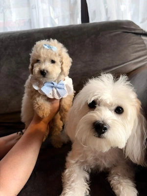 Maltipoo  Welpen 