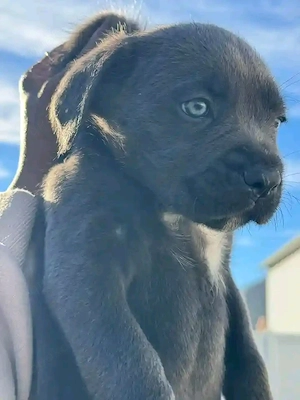 Corso puppies ready to go 
