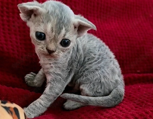 Devon Rex 