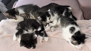 Katzen ab 18.11. Abgabebereit 