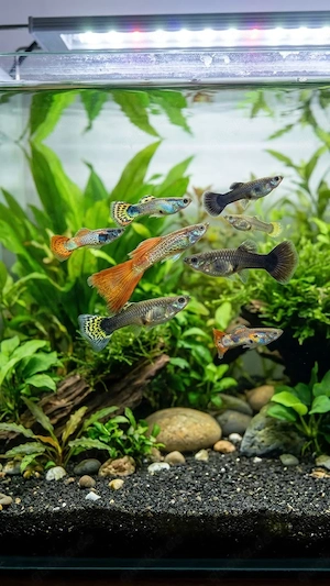 Gesunde Guppy-Weibchen & Mix-Guppys abzugeben (perfekt für Zucht oder Gesellschaft)