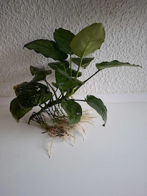 Anubias barteri var. Barteri (Breitblättriges Speerblatt) ca. 23 x 29 cm
